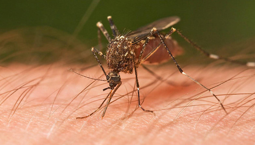 Fransız başkan talimatı verdi: Girişi yasak