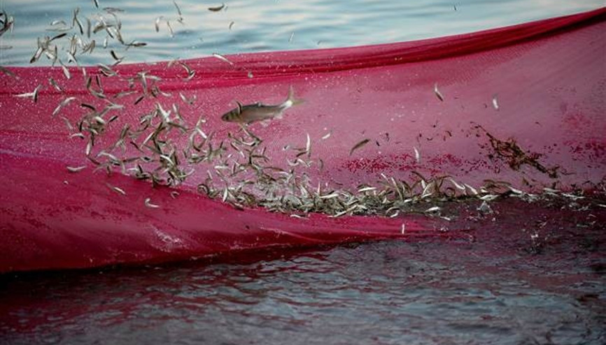 Balıkçılar bu balığa av yasağı getirilmesini istiyor