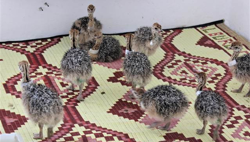 Tanesi 500 lira ama kapış kapış satılıyor