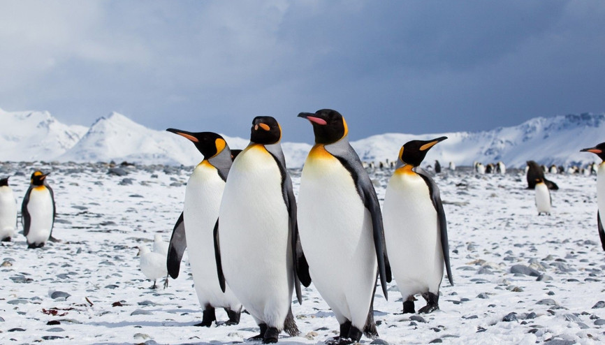 Kral penguenlerinin sayısında büyük düşüş