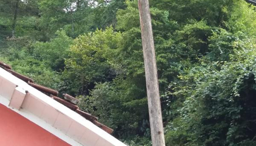 Telefon direğinde sıkışan yavru kedi kurtarıldı Telefon direğinde sıkışan yavru kedi kurtarıldı