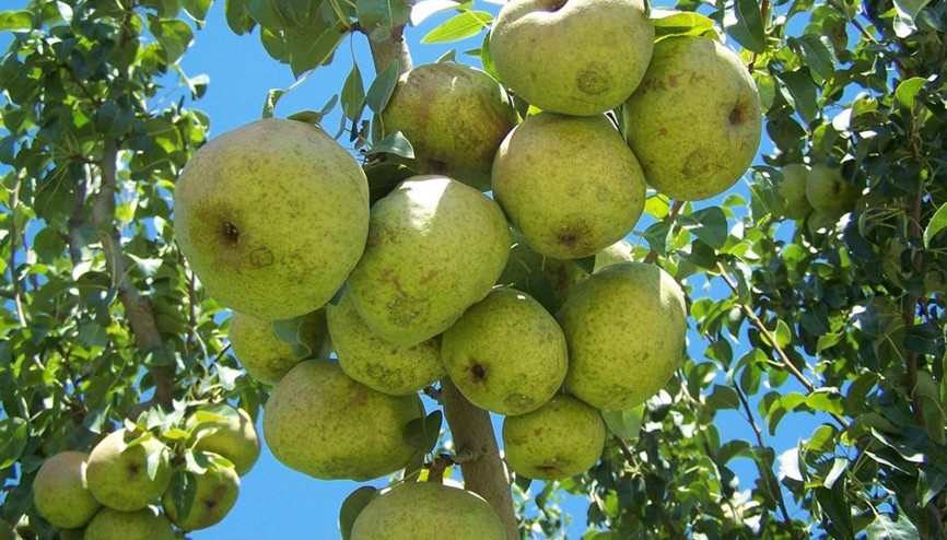 Ankara armudunu Antalya’ya kaptırdı