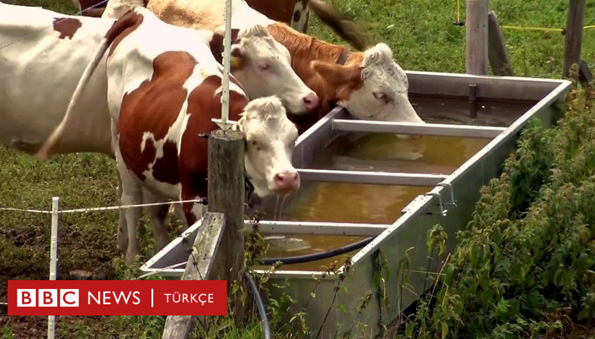 İsviçrede kuraklık: Ordu ineklere helikopterlerle su taşıyor