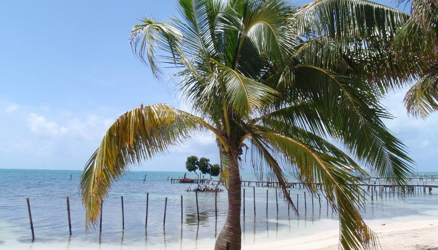 Pasifik’teki Hindistan cevizi ağaçları tehlikede