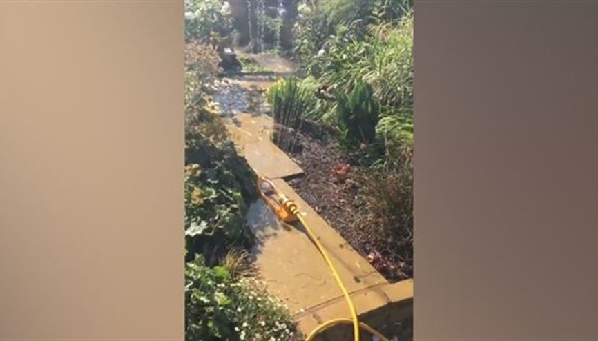 Sıcaktan bunalan uyanık kirpinin serinleme yöntemi