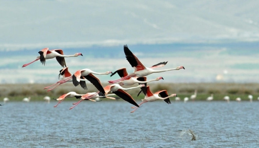 Yolumuz Flamingo yoludur