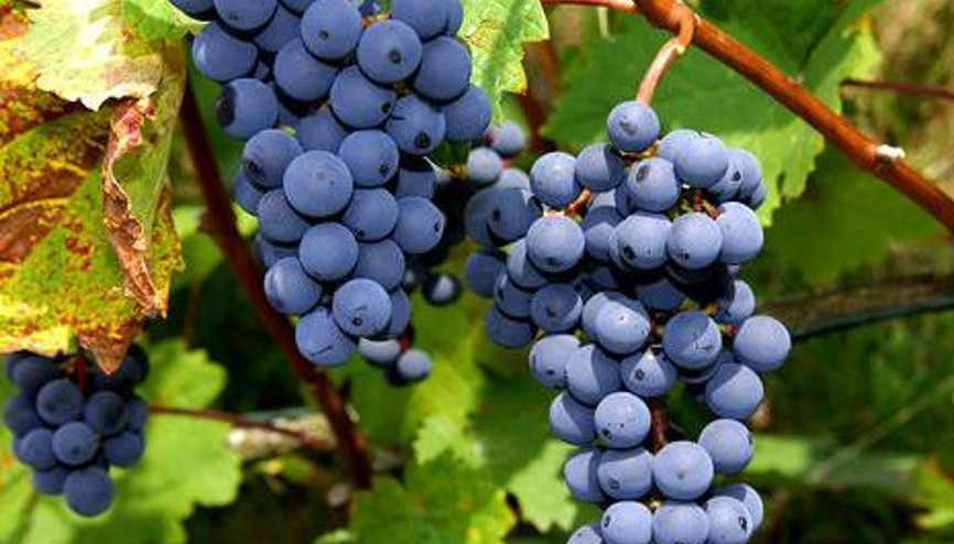 Ekoturizmde yeni ürün