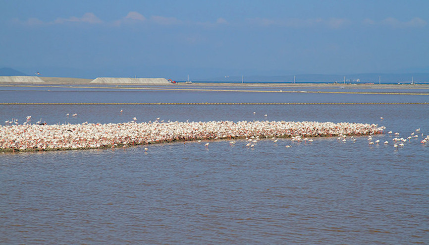 İzmir Körfez Geçişi’ne durdurma: Flamingolara iyi haber