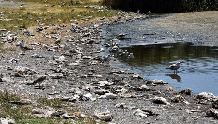 Van Gölünde tedirgin eden görüntü: Hasta olmaktan korkuyoruz