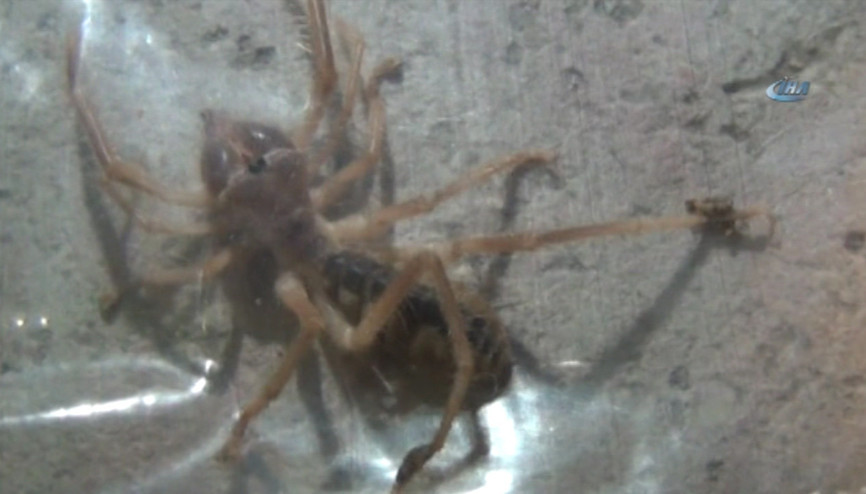 Prof. Dr. Selim Kurtoğlu: Türkiye’de et yiyen örümcek yok