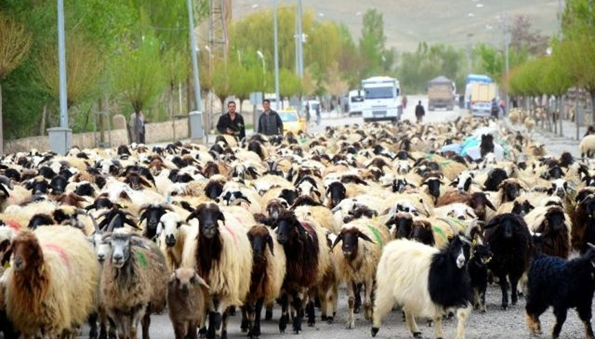 Bayram sonrası 50 bin küçükbaş dağıtımı başlıyor Bayram sonrası 50 bin küçükbaş dağıtımı başlıyor