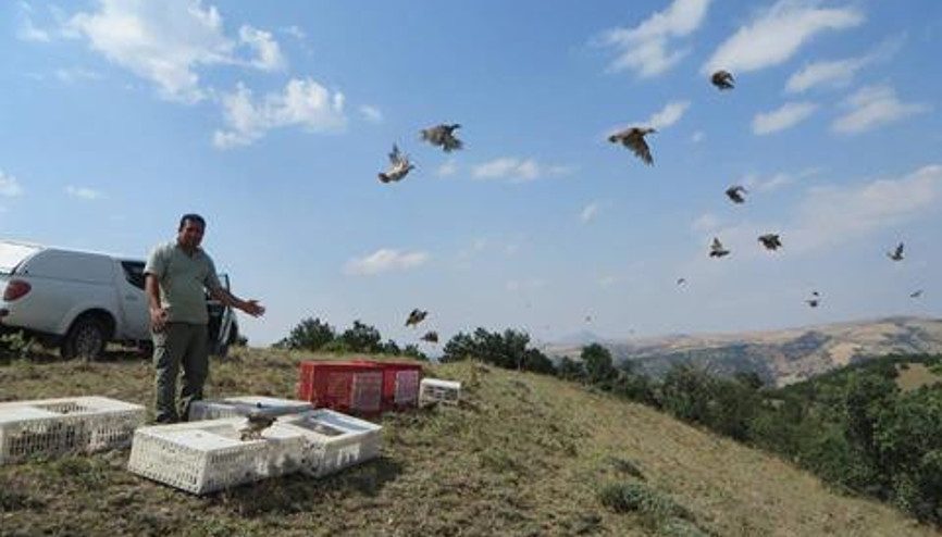 Kınalı keklikler havalandı