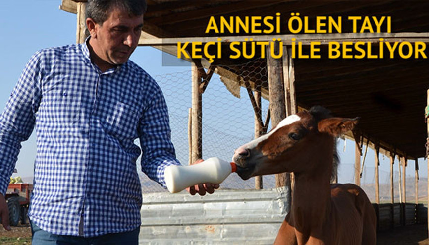 Annesi ölen tayı keçi sütü ile besliyor