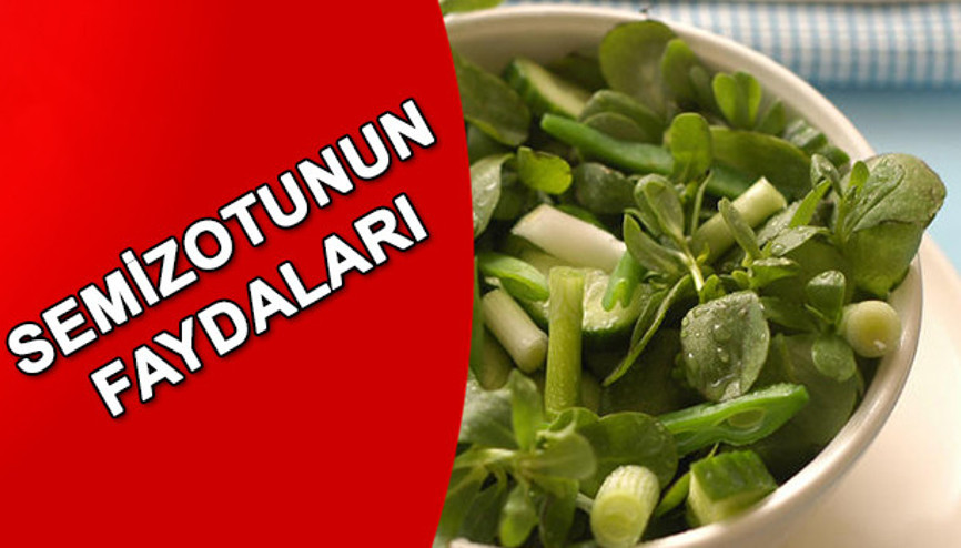 Semizotunun faydaları neler Semizotunun yararları
