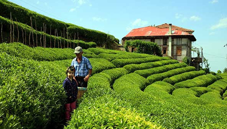 Karadenizde hasat başladı Kilosu 4 bin lira Karadenizde hasat başladı Kilosu 4 bin lira