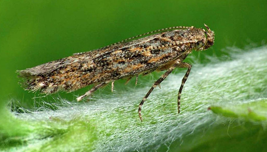 Hiçbir ilaç öldüremiyor İstila ettiler