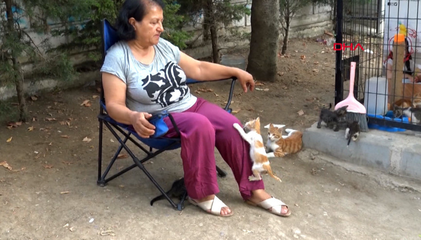 İstanbul Kedi evinin gönüllü bakıcısı