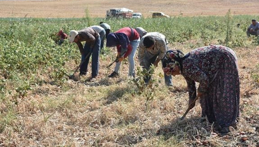 Soğan hasadı başladı