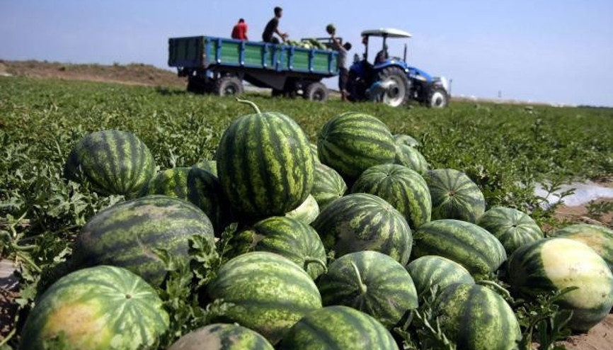 Muşta geç ekilen karpuzun hasadına başlandı