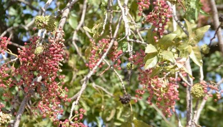 Bıttım nedir Bıttım sabunu ne işe yarar