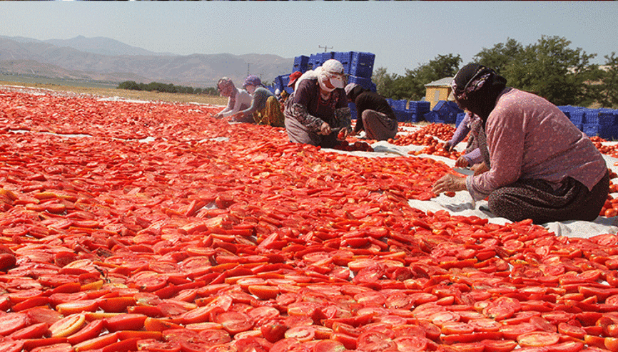 Elazığ’da kurutup dünyaya satıyor