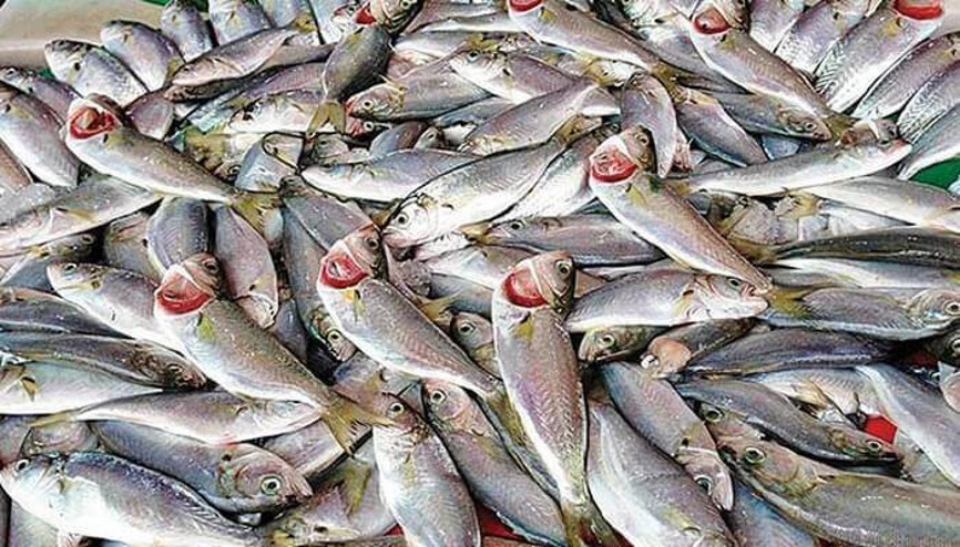 Çinekop nedir Çinekop nasıl pişirilir