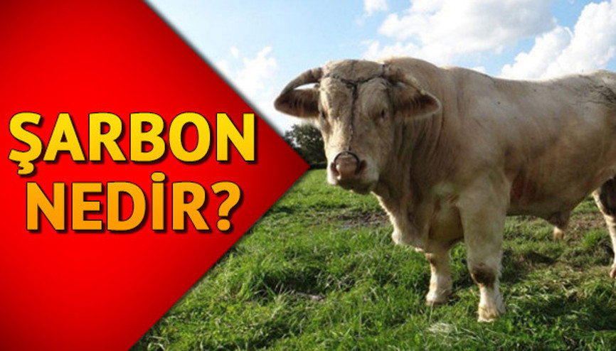 Şarbon hastalığı nedir Şarbonun bulaşma yolları Şarbon hastalığı nedir Şarbonun bulaşma yolları