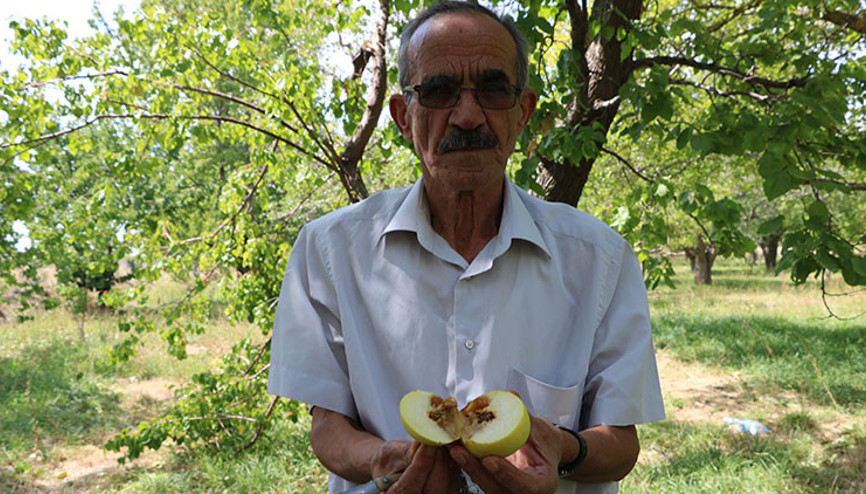 Üretici şokta, elmanın yüzde 80i zarar gördü