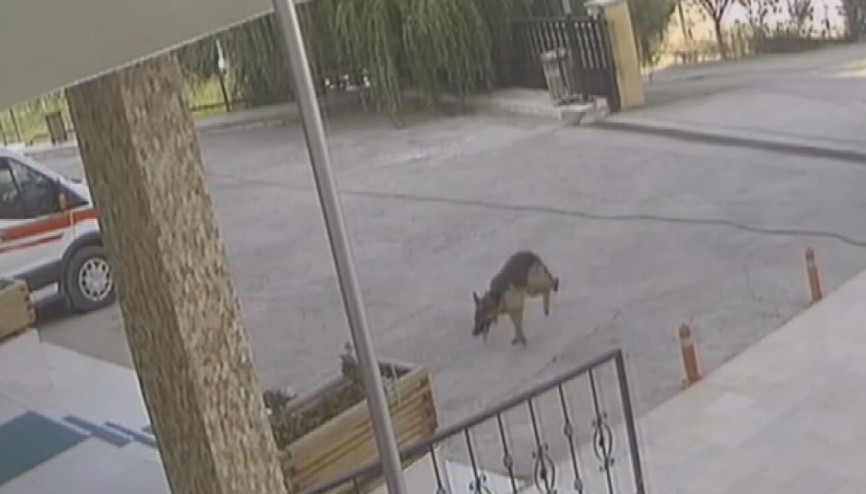 Yaralı köpeğin 112 istasyonuna sığınma anı kamerada