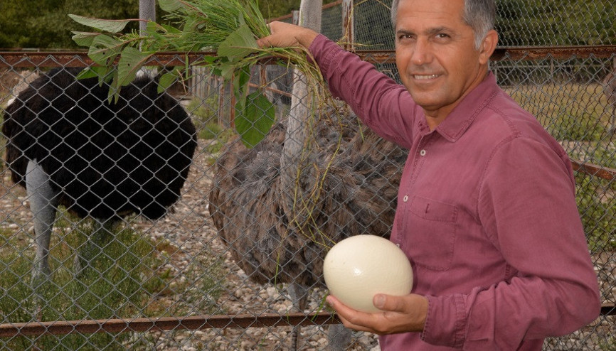 Deve kuşu yumurtasının boşu 100 liradan satılıyor