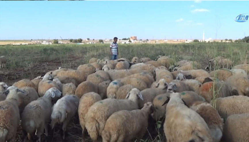 Çobanlık yaparken diş hekimliğini kazandı