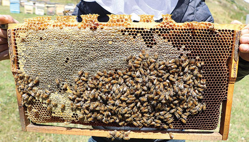 Anzer balına 5 ton sipariş geldi