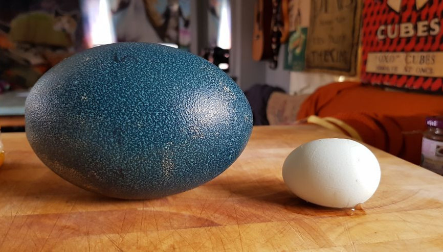 İnternetten yumurta aldı İçinden çıkanla şaşkına döndü