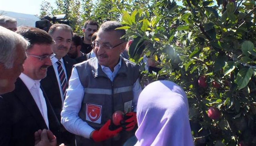Cumhurbaşkanı Yardımcısı Oktay, Yozgat’ta elma hasadına katıldı