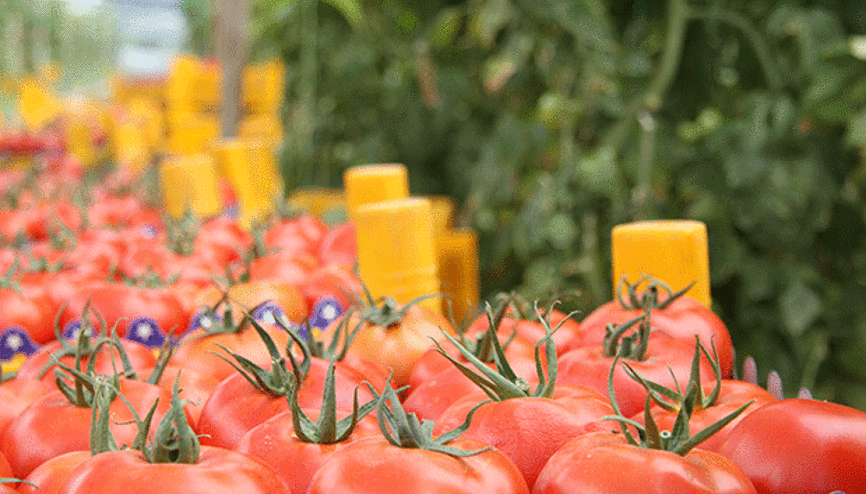 ÇİFTÇİYE TUTASIZ SEZON MÜJDESİ