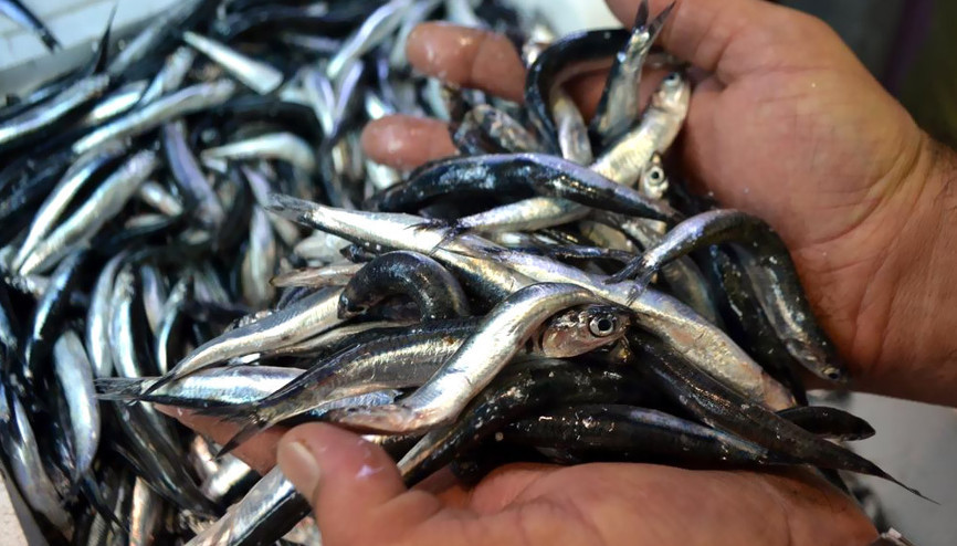 Hamsi ihracatı sezona hızlı başladı