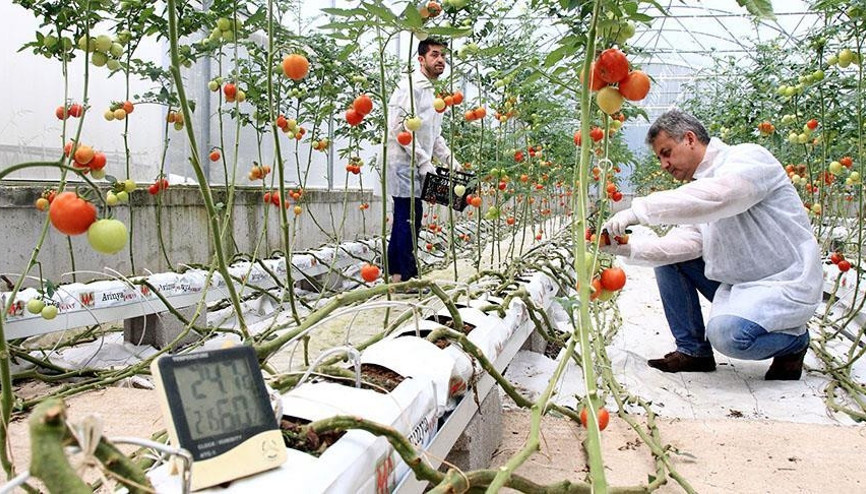 Dijital tarım ile hasadı öne çekti