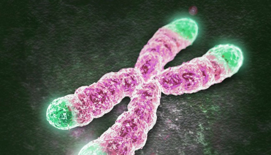 Telomer boyundaki değişimler kanser açısından gösterge olabilir