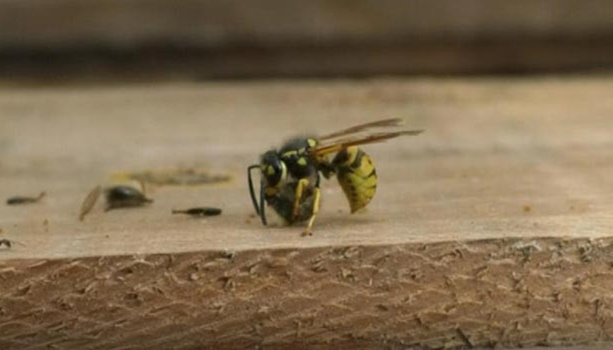 Katil arıların yaşam alanı böyle görüntülendi Katil arıların yaşam alanı böyle görüntülendi
