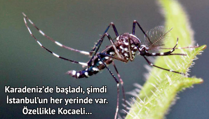 Kapımıza dayanan tehlike KAPLAN SİVRİSİNEĞİ