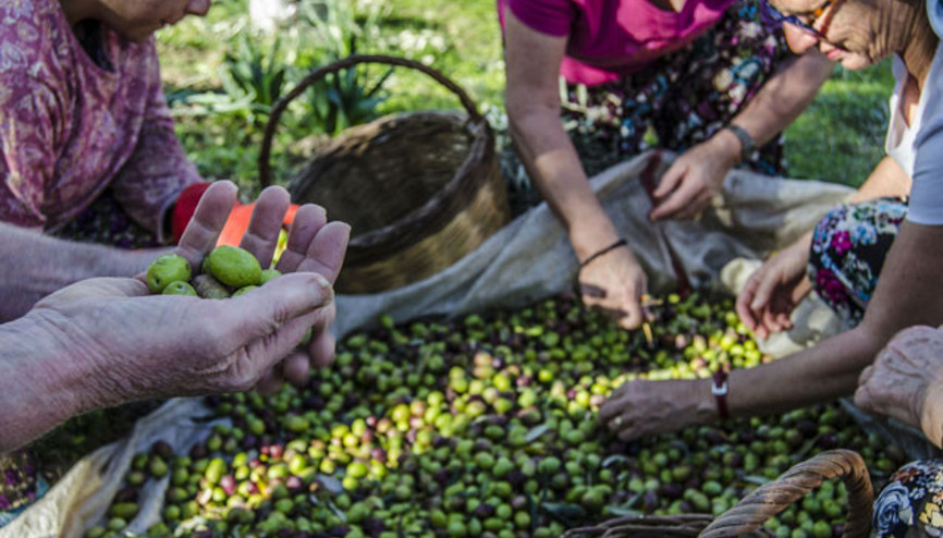 Erdek’te zeytin hasadı başladı