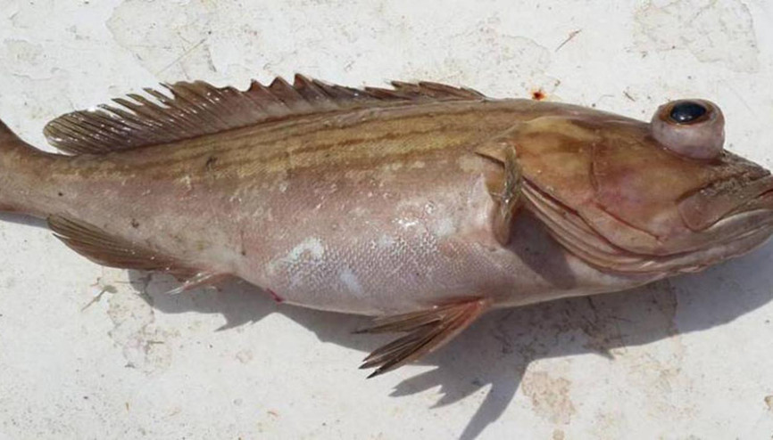 Lagos, avlanması yasak türler listesinden çıkartıldı