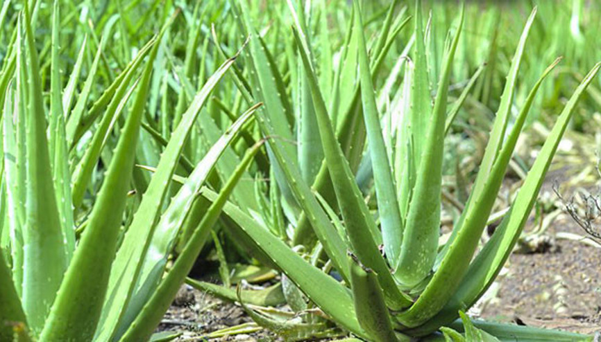 Aloe Veranın faydaları nelerdir Aloe Vera nasıl kullanılır