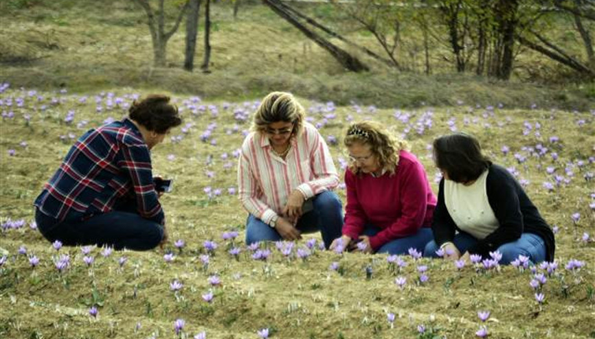 Mucize bitki üreticisinin yüzünü güldürdü