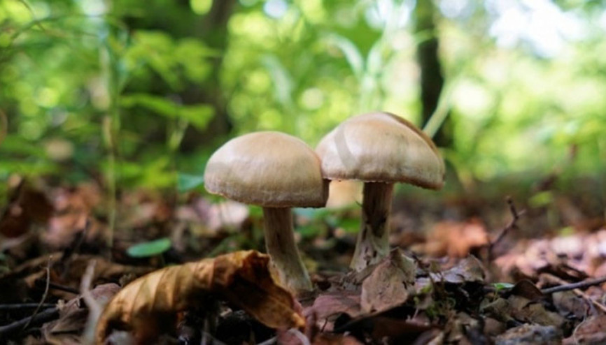 Mantardan zehirlenen çift hastaneye kaldırıldı