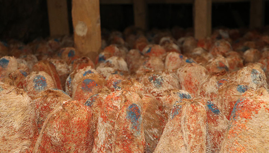 Mağaradan çıkan lezzet: Divle obruk peyniri