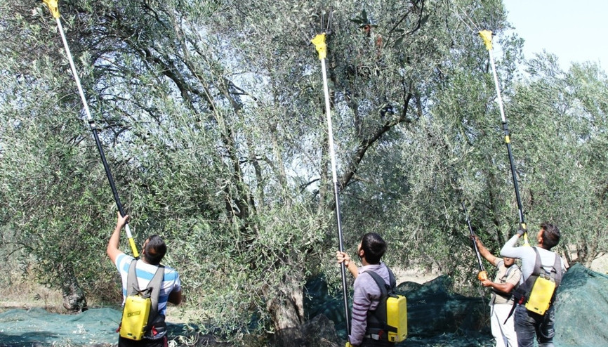 Ayvalık’ta zeytin üreticisinin hasat coşkusu