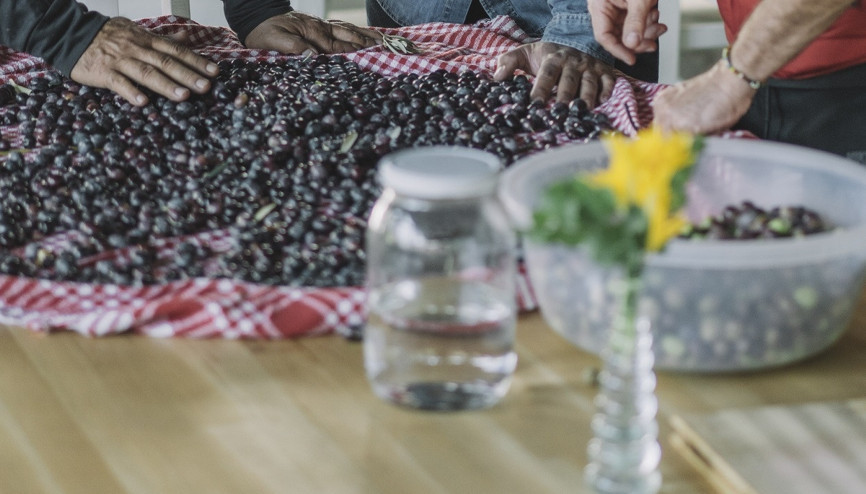 Terapi gibi zeytin hasadı Terapi gibi zeytin hasadı