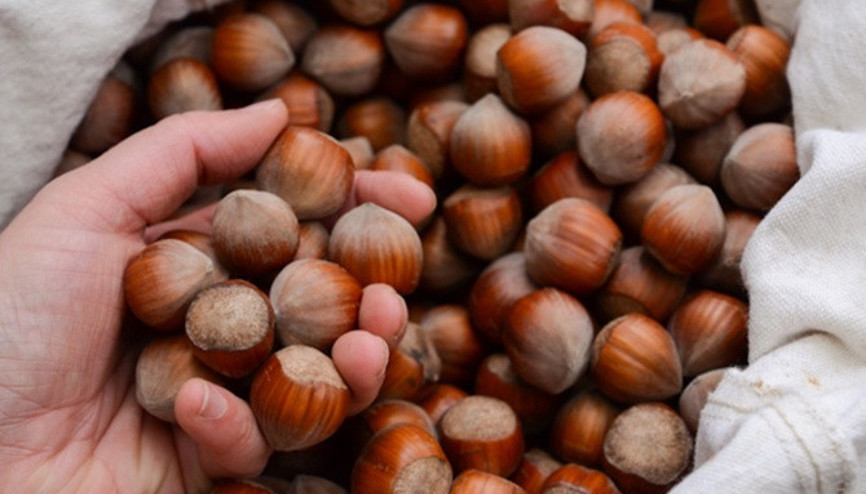 Fındık ihracatında yeni hedef Brezilya ve Meksika