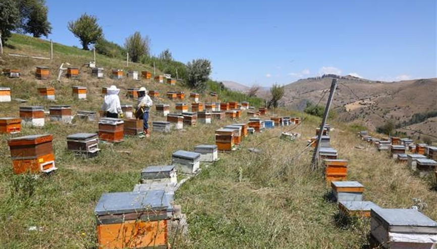 Orduda genç arıcılar yetişiyor